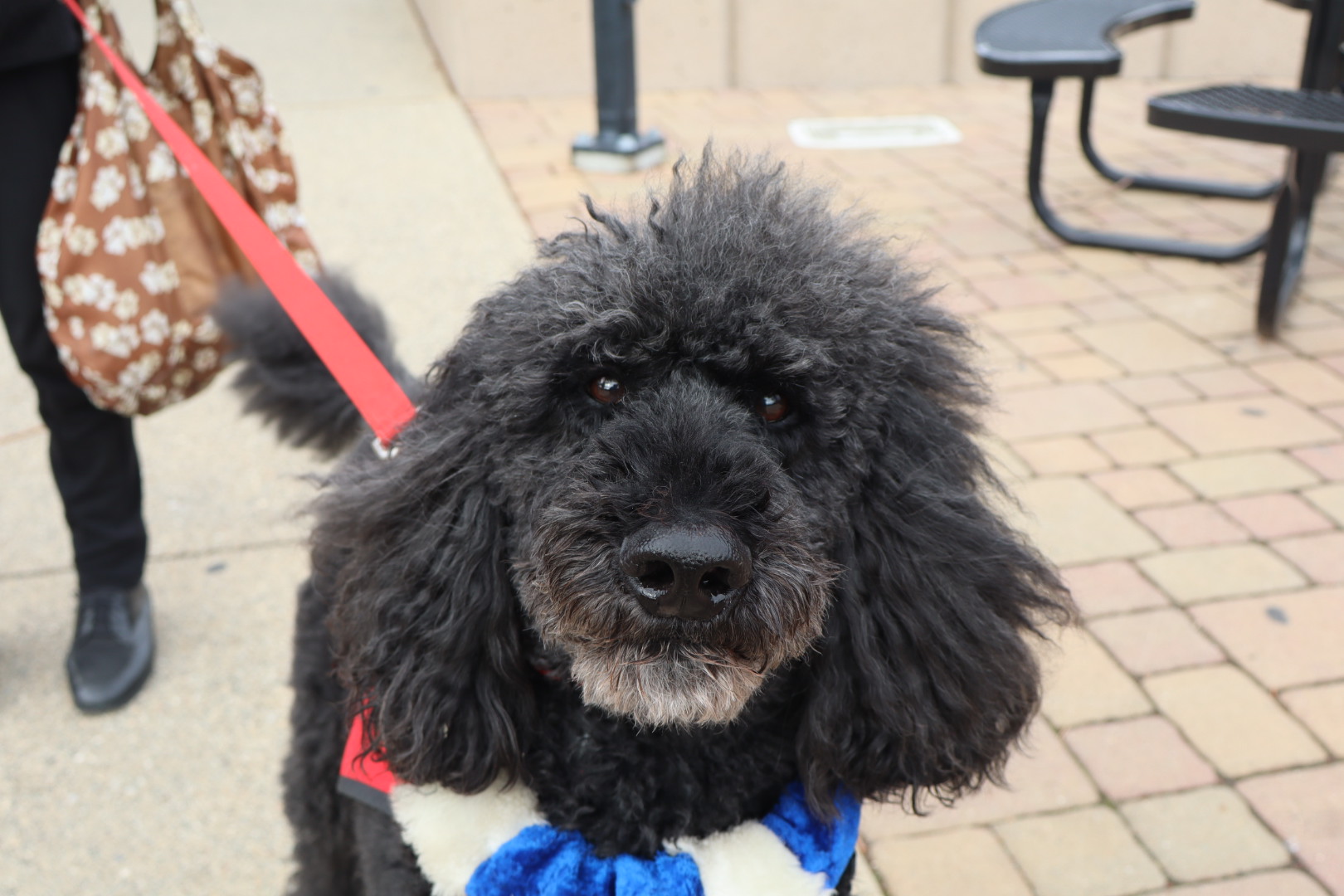 Black poodle Rhyder giving a smile for the camera.