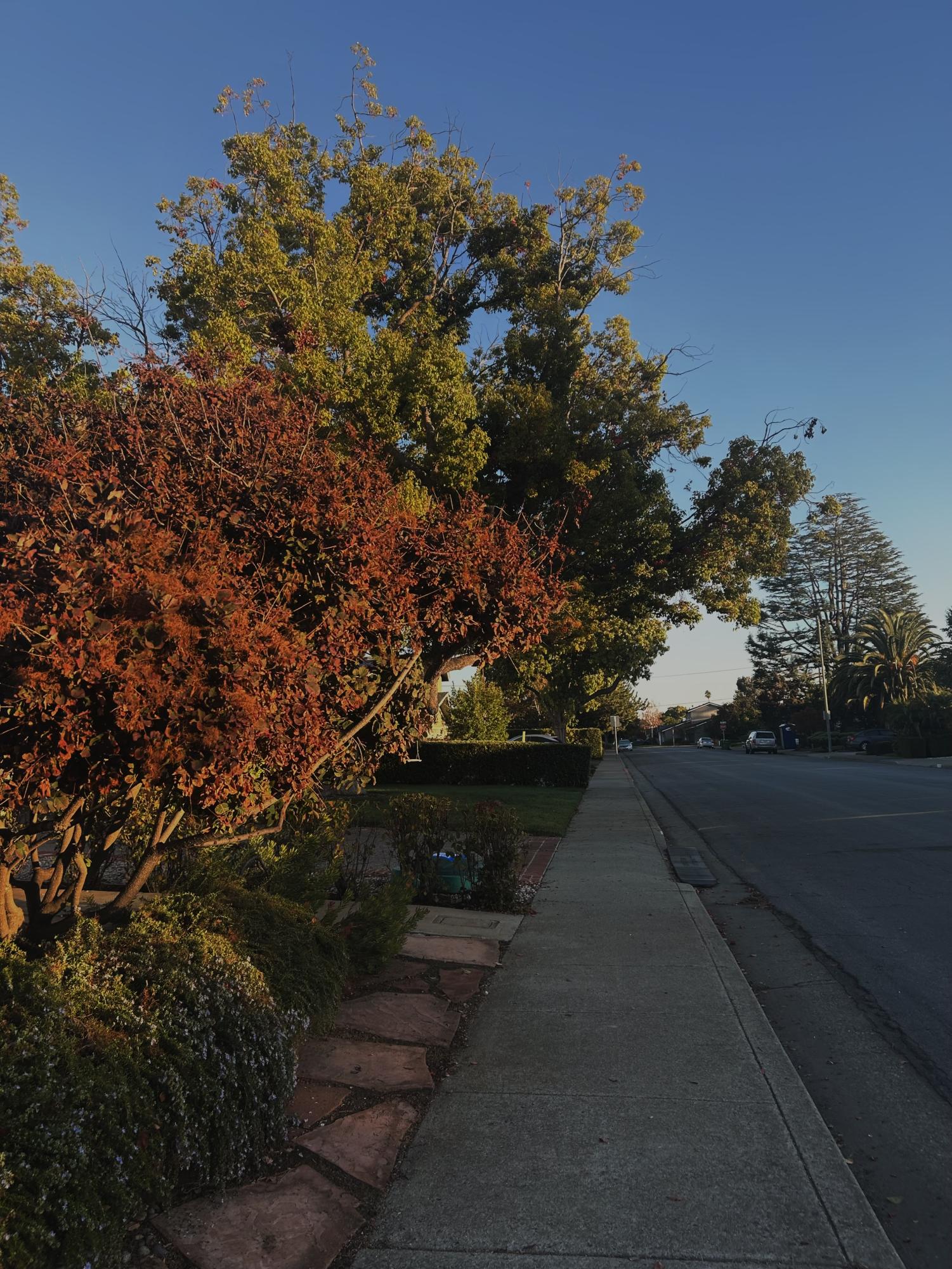 Styles Of The Season