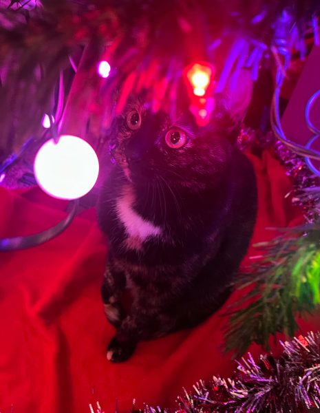 Sage's cat