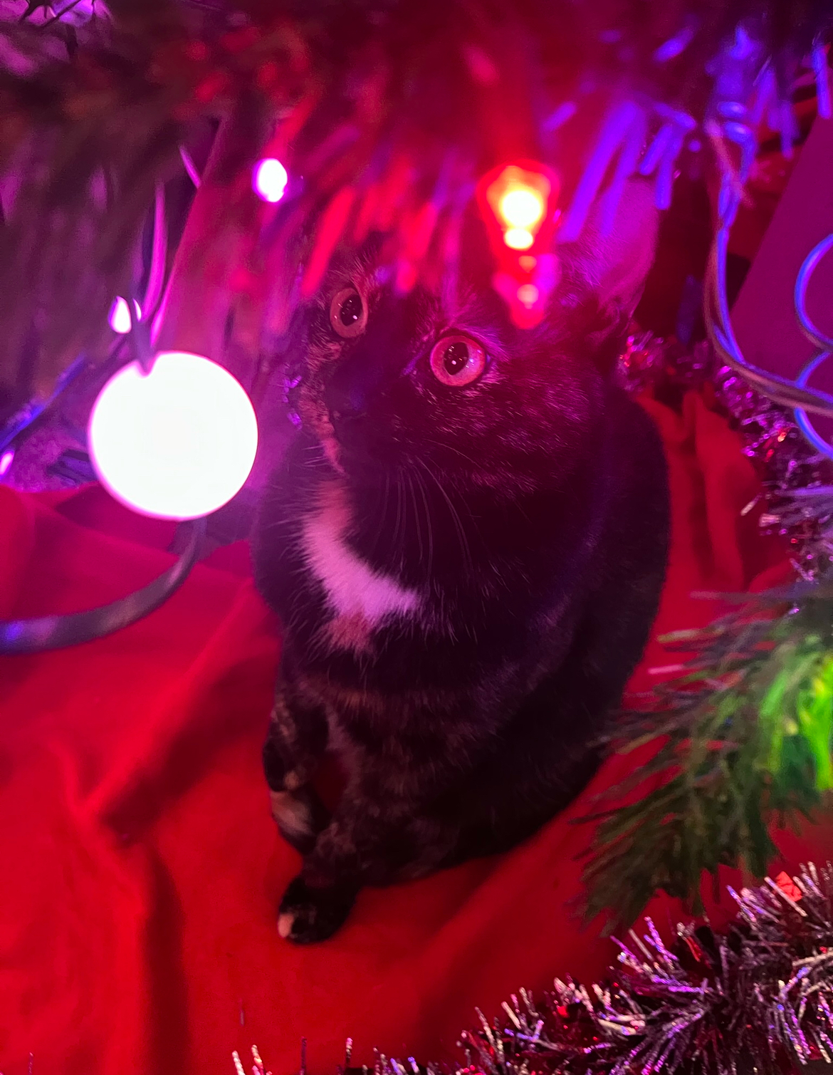 Sage's cat